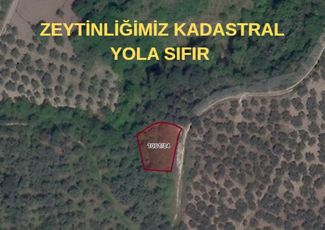 BURSA ORHANGAZİ YENİKÖY ' DE 477 M² ZEYTİNLİK SATILIKTIR. - BURSA ORHANGAZİ fotoğraf 2